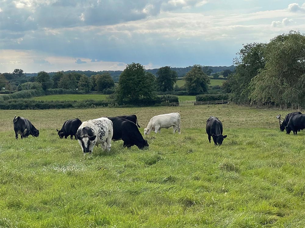 The land at Valley farm