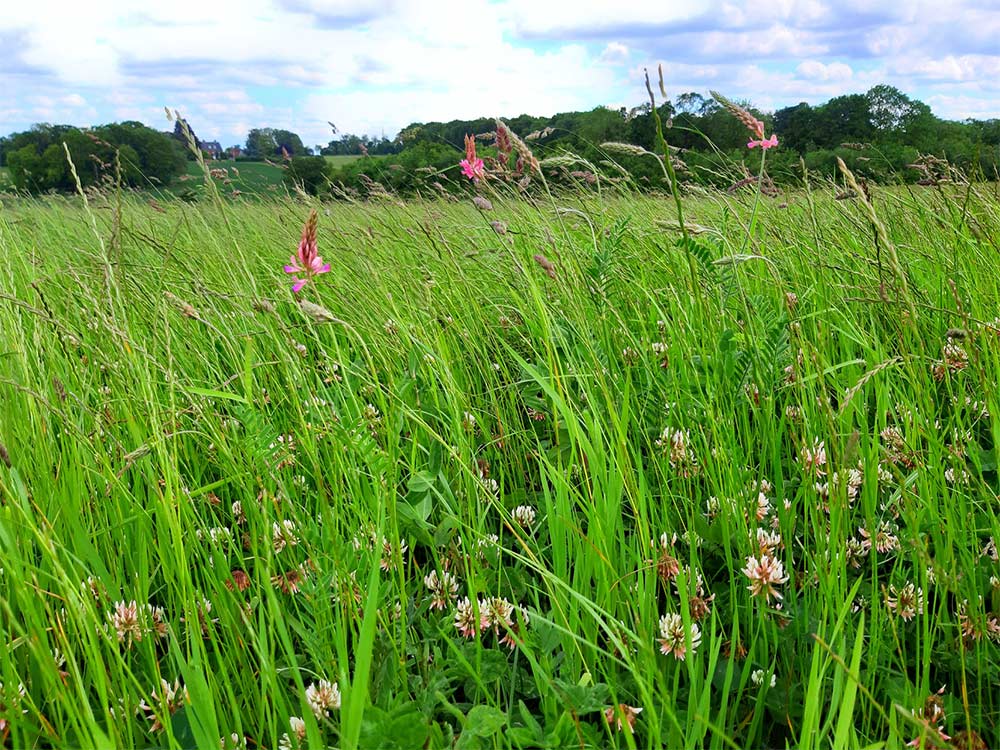 Meadow at Weston Park Farms
